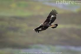 Attēlu rezultāti vaicājumam “Aquila chrysaetos adult”