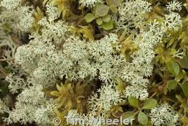 Attēlu rezultāti vaicājumam “Cladonia mitis”