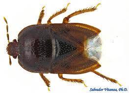 Attēlu rezultāti vaicājumam “Cydnidae”