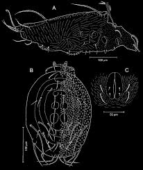 Attēlu rezultāti vaicājumam “Belbodamaeus sp.”