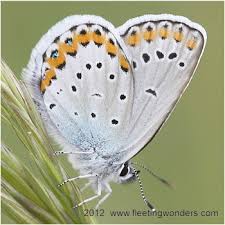 Attēlu rezultāti vaicājumam “Plebejus argyrognomon”