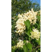 Attēlu rezultāti vaicājumam “Syringa reticulata subsp. amurensis”