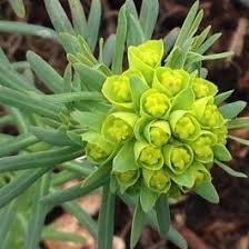 Attēlu rezultāti vaicājumam “Euphorbia cyparissias flower”