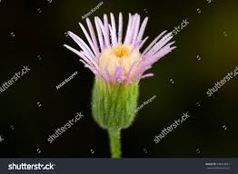 Attēlu rezultāti vaicājumam “Erigeron acris flower”