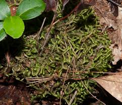 Attēlu rezultāti vaicājumam “Bazzania trilobata”