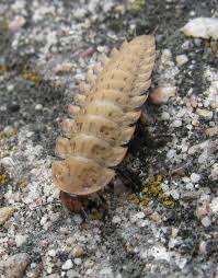 Attēlu rezultāti vaicājumam “Silpha obscura larva”