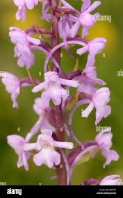 Attēlu rezultāti vaicājumam “Gymnadenia conopsea”