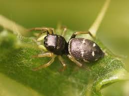 Attēlu rezultāti vaicājumam “Heliophanus sp.”