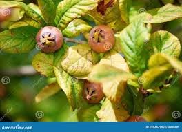 Attēlu rezultāti vaicājumam “Mespilus germanica”