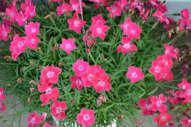 Image result for Dianthus gratianopolitanus