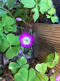 Attēlu rezultāti vaicājumam “Oxalis acetosella”
