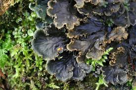 Attēlu rezultāti vaicājumam “Peltigera praetextata”