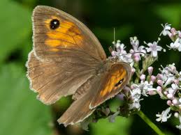 Attēlu rezultāti vaicājumam “Maniola jurtina”
