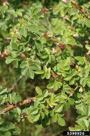 Attēlu rezultāti vaicājumam “Cribraria rubiginosa”