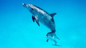 Afbeeldingsresultaat voor dolfijnen