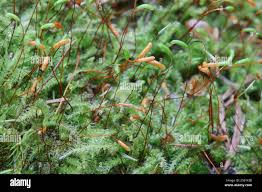 Attēlu rezultāti vaicājumam “Herzogiella seligeri”