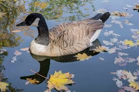 Attēlu rezultāti vaicājumam “Branta canadensis”