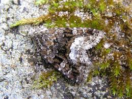 Attēlu rezultāti vaicājumam “Protodeltote pygarga”