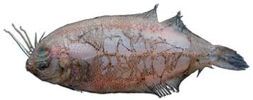 Image result for Chelon saliens