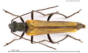 Attēlu rezultāti vaicājumam “Oedemera femorata”