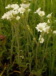 Attēlu rezultāti vaicājumam “Cerastium arvense leaf”