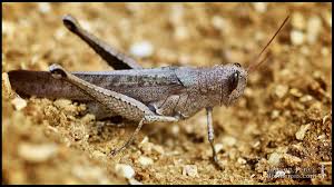 Attēlu rezultāti vaicājumam “Criocephalus rusticus”