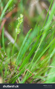 Attēlu rezultāti vaicājumam “Hammarbya paludosa fruit”