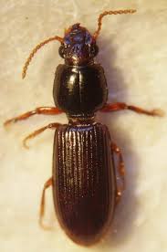 Attēlu rezultāti vaicājumam “Clivina fossor”