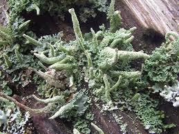 Attēlu rezultāti vaicājumam “Cladonia coniocraea”