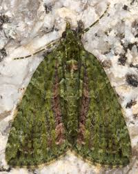 Attēlu rezultāti vaicājumam “Chloroclysta siterata”