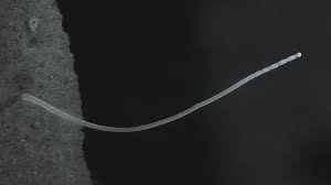 Attēlu rezultāti vaicājumam “Tubifera magna macro”