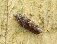 Attēlu rezultāti vaicājumam “Epinotia immundana”