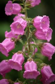 Image result for Campanula medium