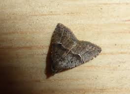 Attēlu rezultāti vaicājumam “Nycteola sp.”