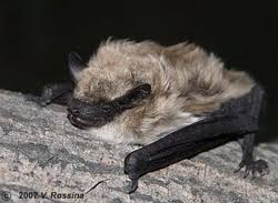 Attēlu rezultāti vaicājumam “Eptesicus nilssonii”