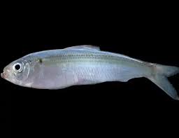 Image result for Alosa chrysochloris