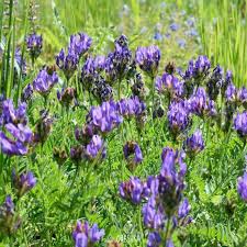 Attēlu rezultāti vaicājumam “Astragalus danicus fruit”