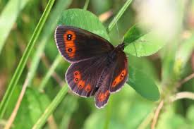 Attēlu rezultāti vaicājumam “Erebia aethiops underside”