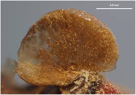 Attēlu rezultāti vaicājumam “Trichia alpina young”