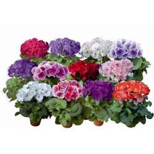 Image result for Primula obconica