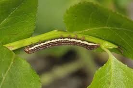 Attēlu rezultāti vaicājumam “Lithomoia solidaginis”