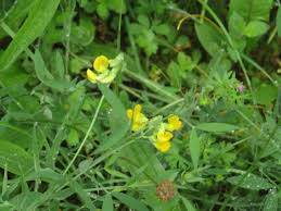 Attēlu rezultāti vaicājumam “Lathyrus pratensis fruit”