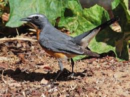 Image result for Irania gutturalis