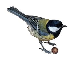 Attēlu rezultāti vaicājumam “Parus major”