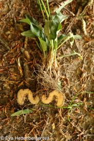 Attēlu rezultāti vaicājumam “Bistorta major fruit”