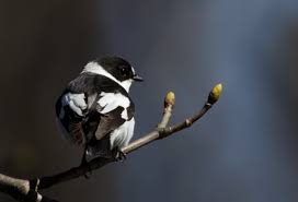 Image result for Ficedula albicollis