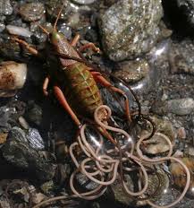 Attēlu rezultāti vaicājumam “Nematomorpha”