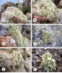 Attēlu rezultāti vaicājumam “Cliostomum corrugatum”