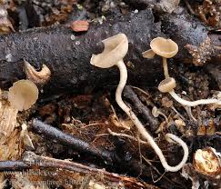 Attēlu rezultāti vaicājumam “Ciboria amentacea”