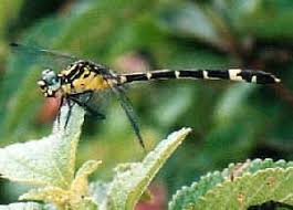 Attēlu rezultāti vaicājumam “Gomphidae”